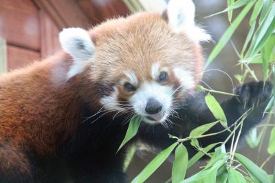 2016年ロシア黄金の環めぐりの旅【第13日目：モスクワ動物園】（１）レッサーパンダは男女いた！～手強かった真っ白白ちゃんも今回はお顔もバッチリ拝めた@