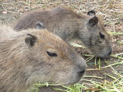 GWは日立で動物園＠日立市かみね動物園＠