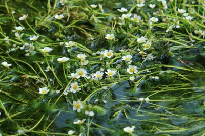 醒ヶ井・地蔵川の梅花藻