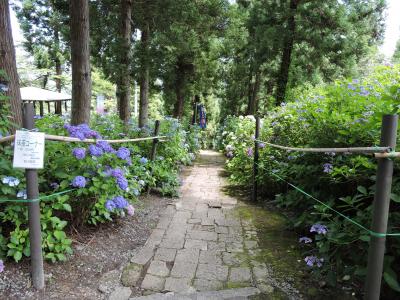 出塩神社の紫陽花は貫禄十分！