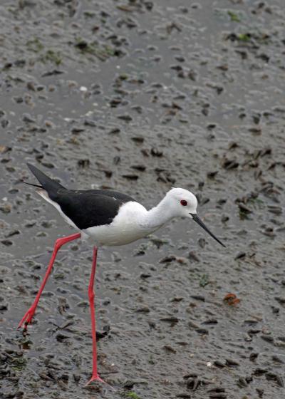 野鳥撮影記録（2016年７月⑦）川～干潟