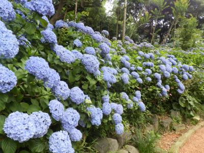 2016年7月　潮来のあじさいの杜二本松寺と水郷佐原水生植物園へ（その1）