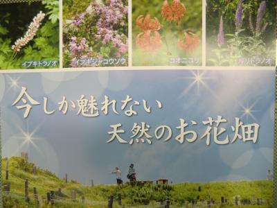 今しか魅れない天然のお花畑（夏の伊吹山）