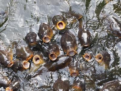 2016年7月、エクシブ軽井沢で鯉にエサをあげました