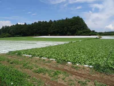 川上犬に会いに川上村へ