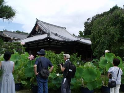 夏の京都、花園、御室を歩く