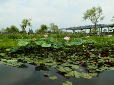 2016年7月　潮来のあじさいの杜二本松寺と水郷佐原水生植物園へ（その2）