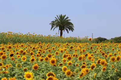 旅するイルカ♪　大阪　和泉リサイクル環境公園へ