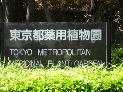 禁断のケシの花が咲く、東京都薬用植物園