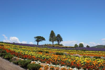 美瑛の丘・夏　美瑛のお花畑をめぐる