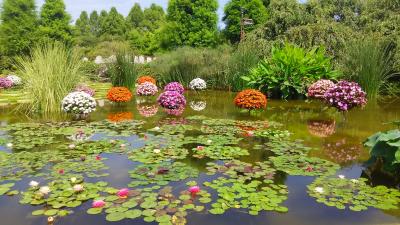 近隣シリーズ③　湖東の蓮と美術館見学