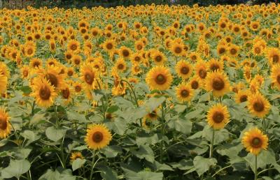 座間ひまわり祭＜栗原会場＞