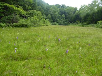 ちょこっと志賀高原の自然とゆったり湯田中