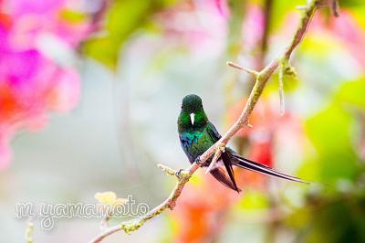 コスタリカ探鳥記初日