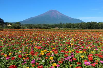 花の都公園と明野ひまわり