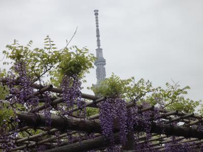 スカイツリーと藤の花のコラボ～亀戸天神藤祭り