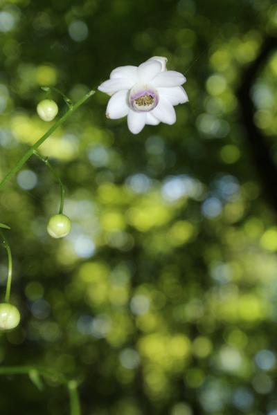 森林公園の白き気高きやまゆりと埼玉こども動物自然公園でリハビリ散策（２）森林公園編：久しぶりの野草コースで思った以上にたくさんのレンゲショウマと夏の花に感激！