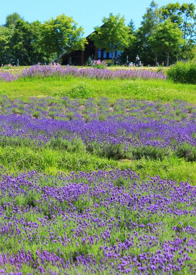 ３年ぶりの滝上すずらん丘陵公園～爽やかすぎる～