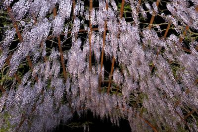 和気町藤公園で日本一の満開の藤を堪能す