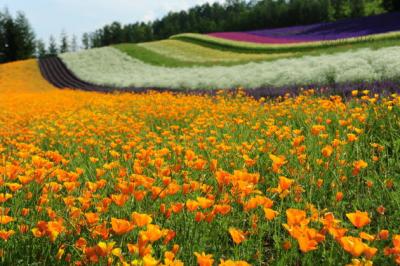 芦別 - 富良野 - 美瑛 - 滝川