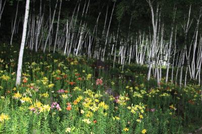 長野　富士見高原リゾート花の里　ジニア、ゆり、あじさい…お花畑に誘われて♪(2) ライトアップ編