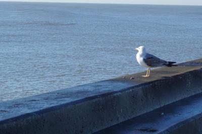 ポルトガル7泊10日。西へ西へ行ってみました。9&10日目。ポルト半日と帰国編。2016/Feb.