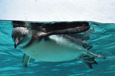 水族館に寄り、特急「しらゆき」で新潟に向かう