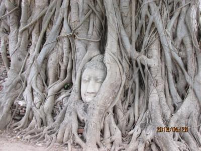 行き違いのタイ旅行（７）ガジュマルの根に巻き取られた石仏を見て、バンコクへ。