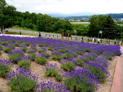 2016.7富良野・旭岳職員旅行4-ハイランドふらので昼食，富良野チーズ工房，ふらのワイン工場