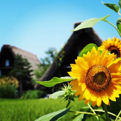 富山二人旅3日目～白川郷・五箇山～ 2016