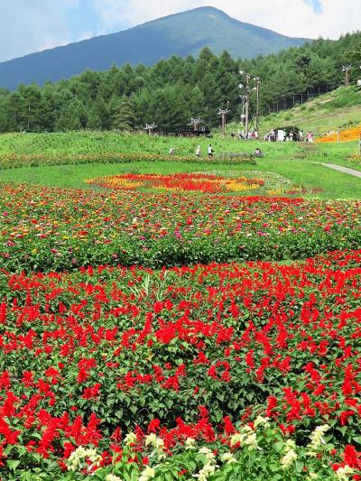 富士見高原2/3  花の里　ロマンスエリアで　☆百日草・サルビア；見ごろ