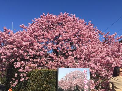 河津桜