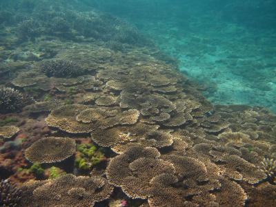 2016夏串本☆本州最大のテーブル珊瑚の群生地！