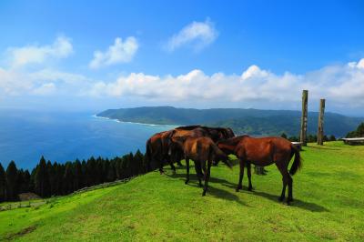 宮崎 青島 都井岬の夏