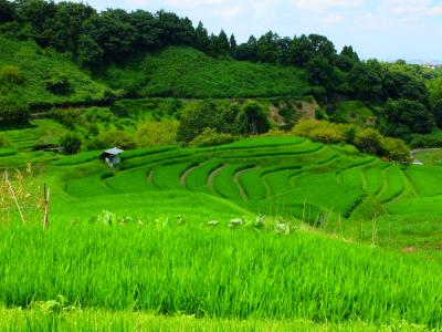 【千早赤坂村（ちはやあかさかむら）】立秋の棚田にはときおり涼しい風が吹いていました