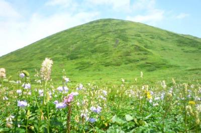 秋田駒ヶ岳登山　改新花の百名山　高山植物を求め