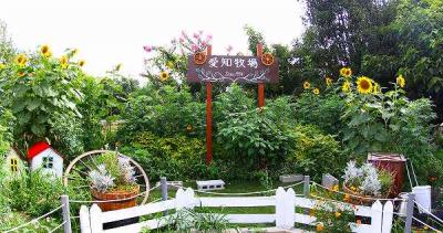 愛知牧場・四季彩の丘・ヒマワリ&黄花コスモス