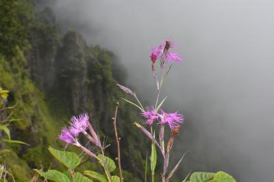 山の日“パワースポット”は高山植物がキラリ輝く!