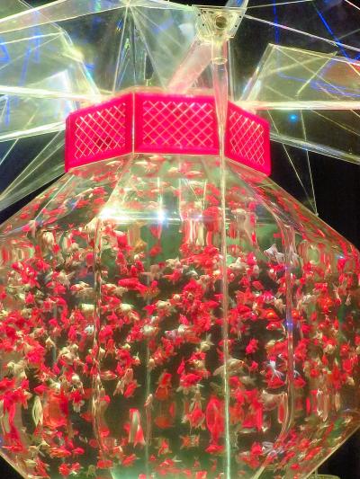 アートアクアリウム 2016-ｃ　「超・花魁」金魚鉢は最大級  ☆非日常的“涼”世界