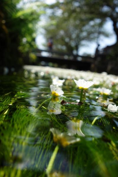 夏・琵琶湖1周 18切符【水中に咲く花、梅花藻の地へ編】