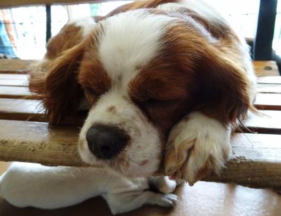 世界の名犬牧場でワンちゃんたちと戯れる！/群馬・前橋