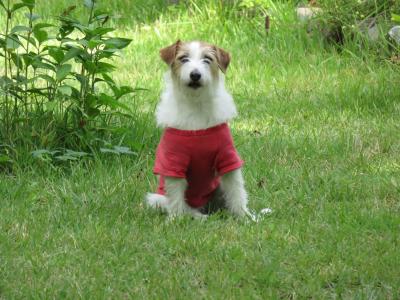 夏のお山 あんずさんとお散歩