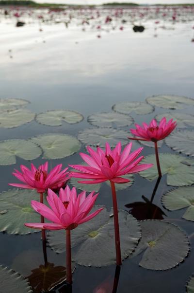 【 2015年 タイ・ラオス旅行 】 ~ダイジェスト~