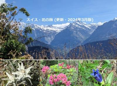 スイス・花の旅 (可憐なアルプスの花々に出会う旅♪ : 2024年, Update版)