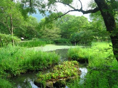 初めての箱根（４）　箱根の自然も見てみよう　【箱根湿生花園～ススキ草原】