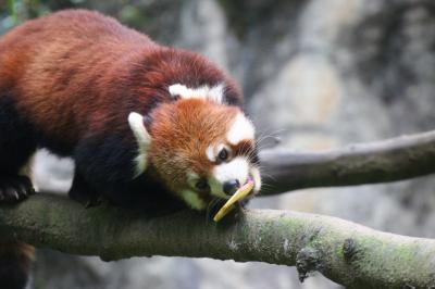 今年も朝から晩までナイトズーの多摩動物公園で10時間半（３）アジア圏その２：お帰りスカイウォークのオランウータンの母子やレッサーパンダの花花さん＆ヤンヤンと10時間半営業のフランケン＆ルンルンほか