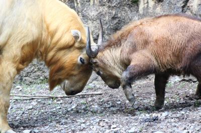 今年も朝から晩までナイトズーの多摩動物公園で10時間半（４）アジア圏その３：パパと頭突きコミュニケーションのターキンのメイちゃんからモウコノウマの子馬たちや美しい音色の遠吠えオオカミほか