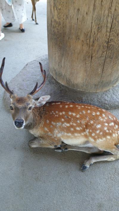 2016年夏 奈良旅行1日目 「まひるの月を追いかけて」