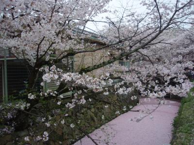 2015年京都洛東哲学の道観桜