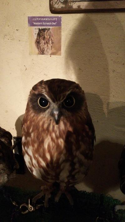 浅草「鳥のいるカフェ」